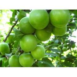 Fidan & Peyzaj Aşılı Meyve Fidanı Paketi / 5 Adet (150 Boy / 2 Yaş / Açık Kök)