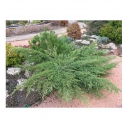 Fidan & Peyzaj - Sabin Ardıcı / 3 Yaş (Juniperus sabina)