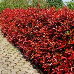 Alev Ağacı (Phitonia Red Robin)