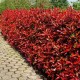 Alev Ağacı (Phitonia Red Robin) Alev Ağacı (Phitonia Red Robin)