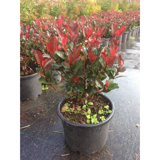 Alev Ağacı (Phitonia Red Robin) Alev Ağacı (Phitonia Red Robin)