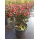 Alev Ağacı (Phitonia Red Robin) Alev Ağacı (Phitonia Red Robin)
