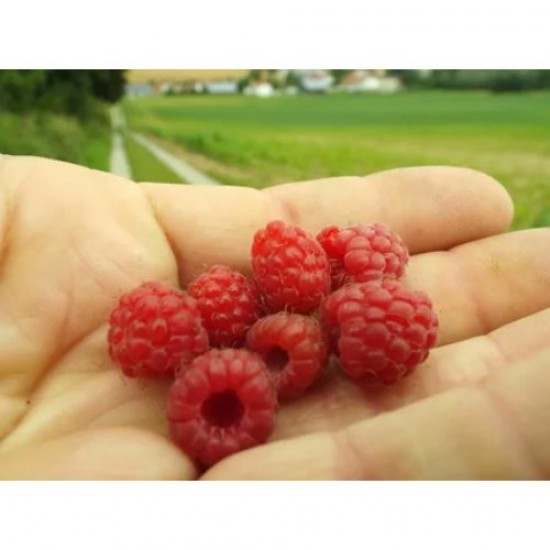 Fidan & Peyzaj - Yediveren (Yerli) Ahududu Fidanı (Açık Kök)