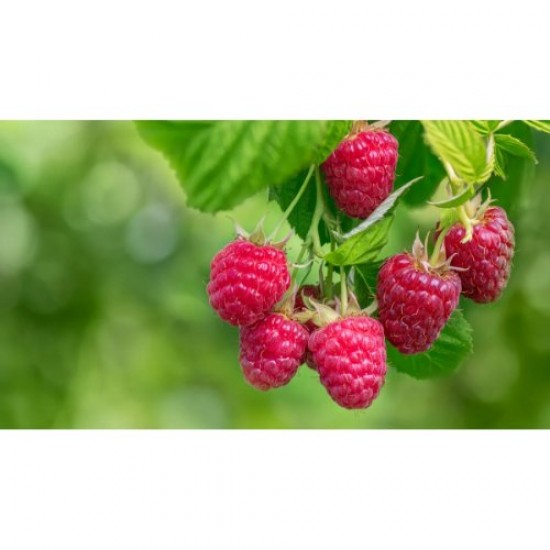 Fidan & Peyzaj - Yediveren (Yerli) Ahududu Fidanı (Açık Kök)