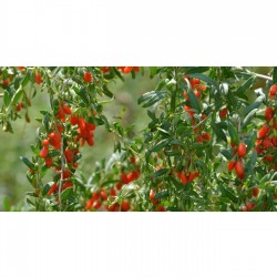 NQ5 Gojiberry Fidanı ( 2 Yaş / Tüplü)