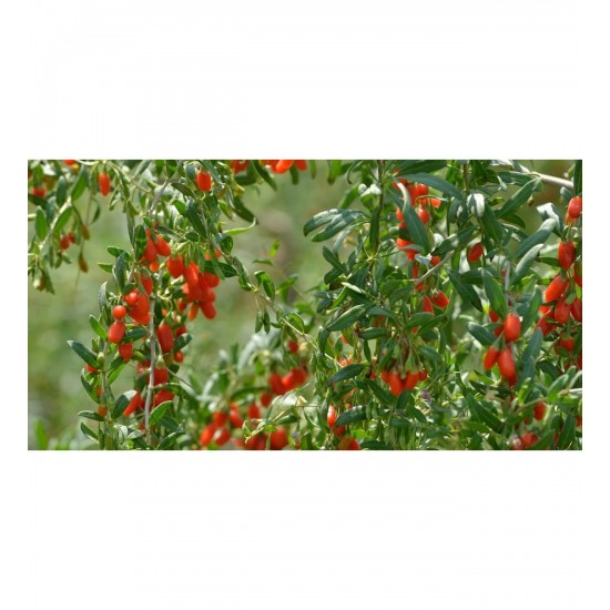NQ5 Gojiberry Fidanı ( 2 Yaş / Tüplü)