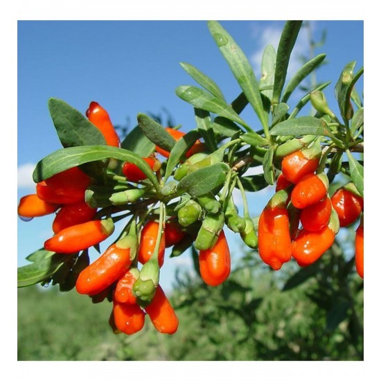 NQ5 Gojiberry Fidanı ( 2 Yaş / Tüplü)