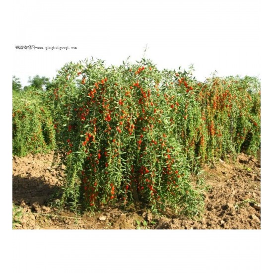 NQ5 Gojiberry Fidanı ( 2 Yaş / Tüplü)