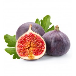 Fidan & Peyzaj - Bursa Siyahı İncir Fidanı (2 Yaş / Açık Kök)