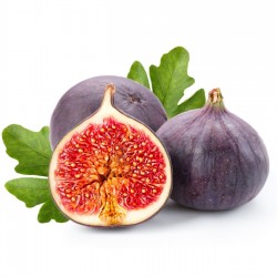 Fidan & Peyzaj - Bursa Siyahı İncir Fidanı (2 Yaş / Açık Kök)