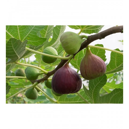 Fidan & Peyzaj - Bursa Siyahı İncir Fidanı (2 Yaş / Açık Kök)