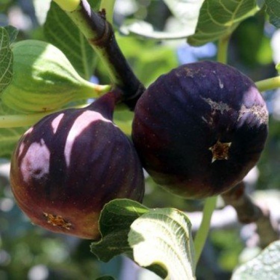 Fidan & Peyzaj - Bursa Siyahı İncir Fidanı (2 Yaş / Açık Kök)