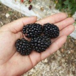 Fidan & Peyzaj - Jumbo Böğürtlen Fidanı (Açık Kök / Dikensiz)