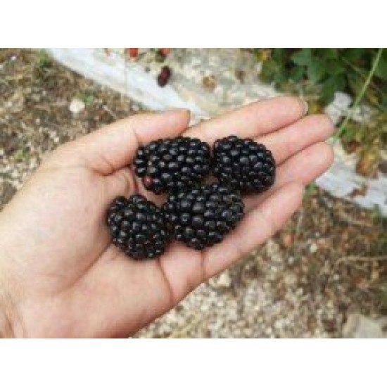 Fidan & Peyzaj - Jumbo Böğürtlen Fidanı (Açık Kök / Dikensiz)