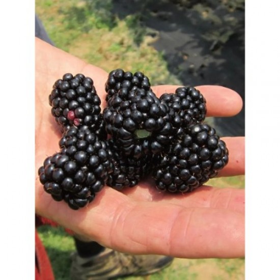 Fidan & Peyzaj - Jumbo Böğürtlen Fidanı (Açık Kök / Dikensiz)