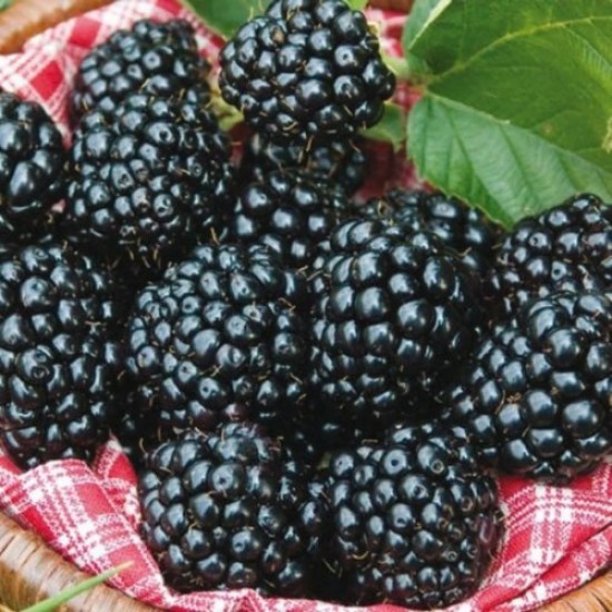 Fidan & Peyzaj - Jumbo Böğürtlen Fidanı (Açık Kök / Dikensiz)