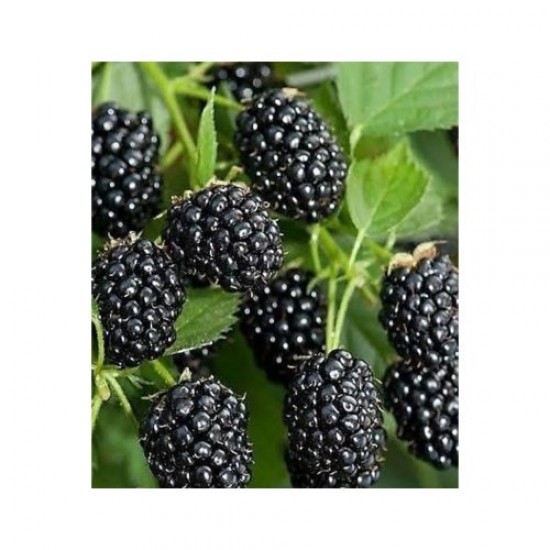 Fidan & Peyzaj - Jumbo Böğürtlen Fidanı (Açık Kök / Dikensiz)