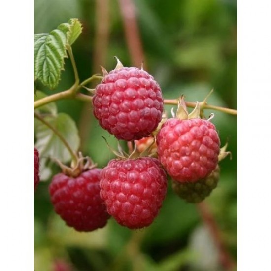 Fidan & Peyzaj - Saksıda/Balkonda Yetişen Dikensiz Ahududu Fidanı (Açık Kök / 1 Yaş)