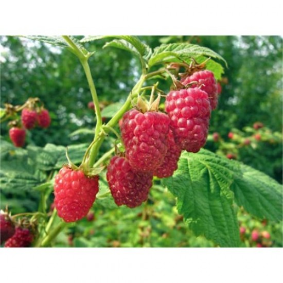 Fidan & Peyzaj - Saksıda/Balkonda Yetişen Dikensiz Ahududu Fidanı (Açık Kök / 1 Yaş)