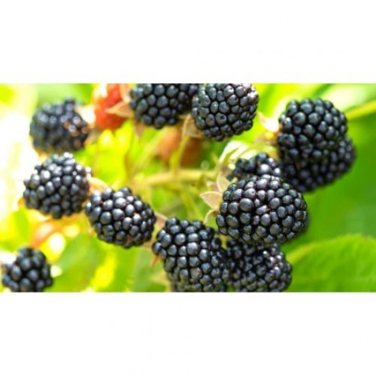 Fidan & Peyzaj - Dikensiz-İri Böğürtlen Fidanı (1 Yaş / Açık Kök)