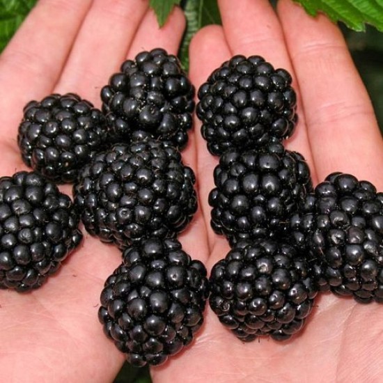 Fidan & Peyzaj - Dikensiz-İri Böğürtlen Fidanı (1 Yaş / Açık Kök)