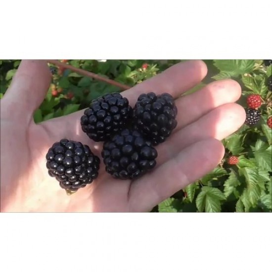 Fidan & Peyzaj - Dikensiz-İri Böğürtlen Fidanı (1 Yaş / Açık Kök)