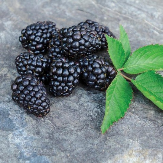 Fidan & Peyzaj - Dikensiz-İri Böğürtlen Fidanı (1 Yaş / Açık Kök)