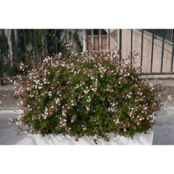 Fidan & Peyzaj - Güzellik Çalısı / Abelya (2 Yaş)