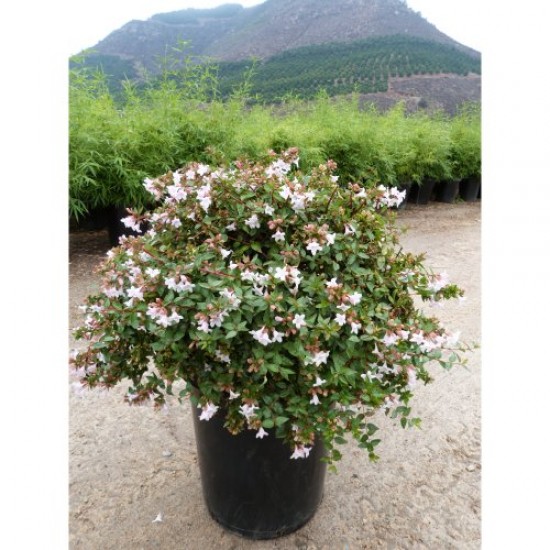 Fidan & Peyzaj - Güzellik Çalısı / Abelya (2 Yaş)