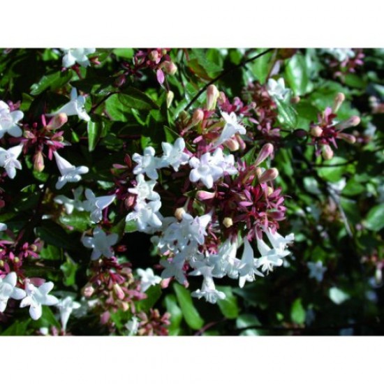 Fidan & Peyzaj - Güzellik Çalısı / Abelya (2 Yaş)