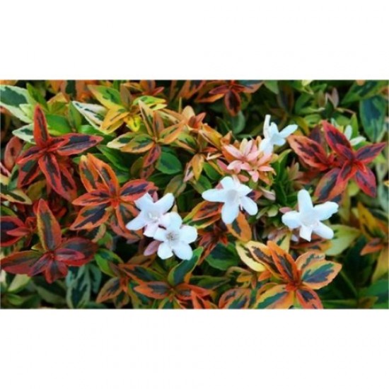 Fidan & Peyzaj - Güzellik Çalısı / Abelya (2 Yaş)