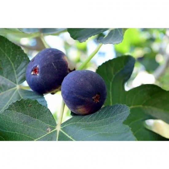 Fidan & Peyzaj - Siyah İncir Fidesi (Açık Kök / 20-40 cm. Boyda)