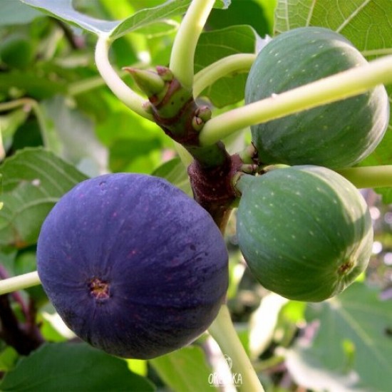 Fidan & Peyzaj - Siyah İncir Fidesi (Açık Kök / 20-40 cm. Boyda)