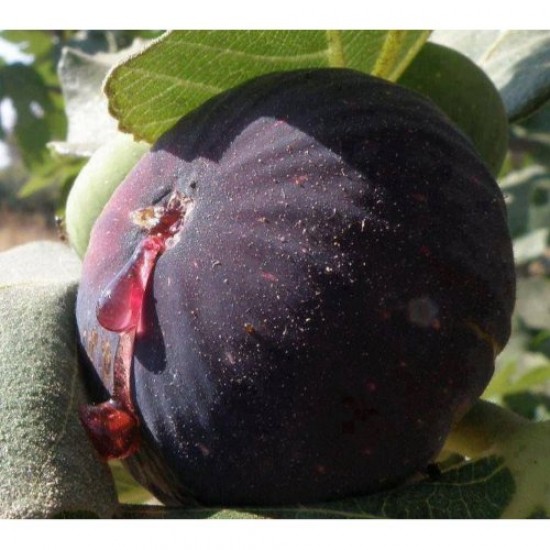 Fidan & Peyzaj - Siyah İncir Fidesi (Açık Kök / 20-40 cm. Boyda)