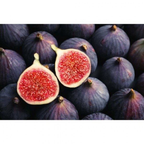 Fidan & Peyzaj - Siyah İncir Fidesi (Açık Kök / 20-40 cm. Boyda)