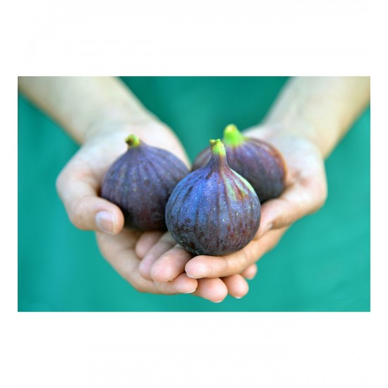 Fidan & Peyzaj - Siyah İncir Fidesi (Açık Kök / 20-40 cm. Boyda)