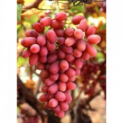 Fidan & Peyzaj - Crimson Seedless Çekirdeksiz Üzüm / Asma Fidanı (Seçkin Sofralık Çeşit / 2 Yaş / Açık Kök)