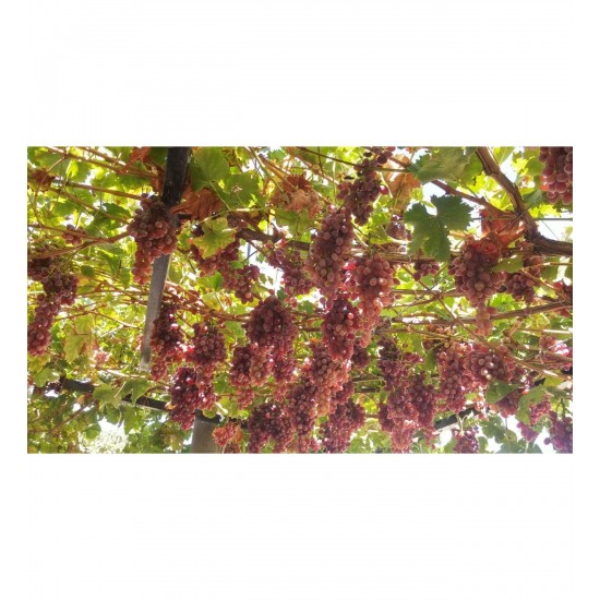 Fidan & Peyzaj - Crimson Seedless Çekirdeksiz Üzüm / Asma Fidanı (Seçkin Sofralık Çeşit / 2 Yaş / Açık Kök)