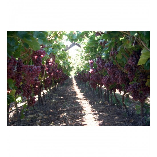 Fidan & Peyzaj - Crimson Seedless Çekirdeksiz Üzüm / Asma Fidanı (Seçkin Sofralık Çeşit / 2 Yaş / Açık Kök)