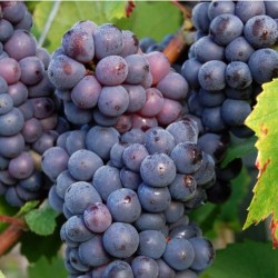 Fidan & Peyzaj - Özbek Üzüm Fidanı (Kurutmalık / Sofralık / 2 Yaş / Açık Kök)
