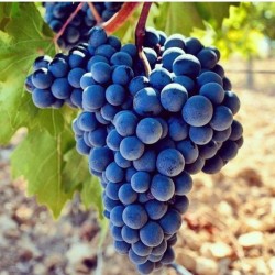 Fidan & Peyzaj - Öküzgözü Üzüm / Asma Fidanı (Seçkin Çeşit / Açık Kök))