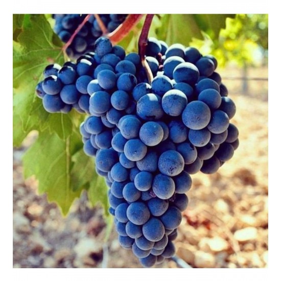 Fidan & Peyzaj - Öküzgözü Üzüm / Asma Fidanı (Seçkin Çeşit / Açık Kök))