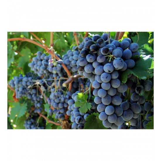 Fidan & Peyzaj - Öküzgözü Üzüm / Asma Fidanı (Seçkin Çeşit / Açık Kök))