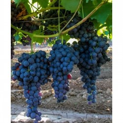 Fidan & Peyzaj - Alfonso Lavalle Üzüm / Asma Fidanı (Açık Kök / 50 cm. Boy / Seçkin Çeşit)