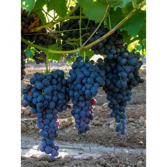 Fidan & Peyzaj - Alfonso Lavalle Üzüm / Asma Fidanı (Açık Kök / 50 cm. Boy / Seçkin Çeşit)