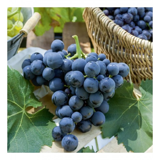 Fidan & Peyzaj - Alfonso Lavalle Üzüm / Asma Fidanı (Açık Kök / 50 cm. Boy / Seçkin Çeşit)