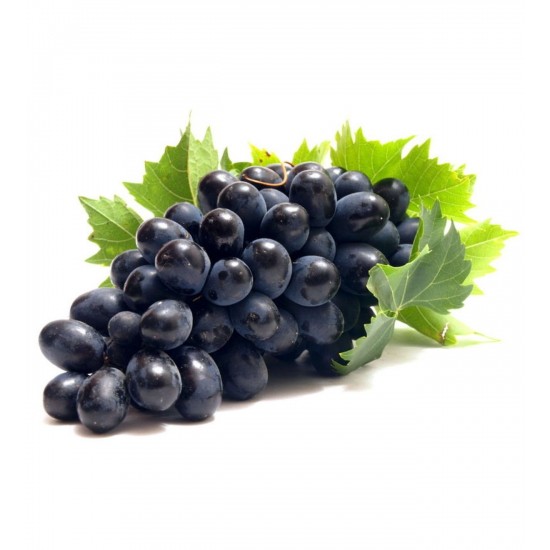 Fidan & Peyzaj - Alfonso Lavalle Üzüm / Asma Fidanı (Açık Kök / 50 cm. Boy / Seçkin Çeşit)