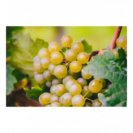 Fidan & Peyzaj - Narince Yapraklık Üzüm Fidanı(Yapraklık/AçıkKök)