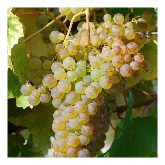 Fidan & Peyzaj - Narince Yapraklık Üzüm Fidanı(Yapraklık/AçıkKök)