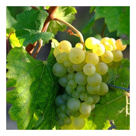 Fidan & Peyzaj - Narince Yapraklık Üzüm Fidanı(Yapraklık/AçıkKök)